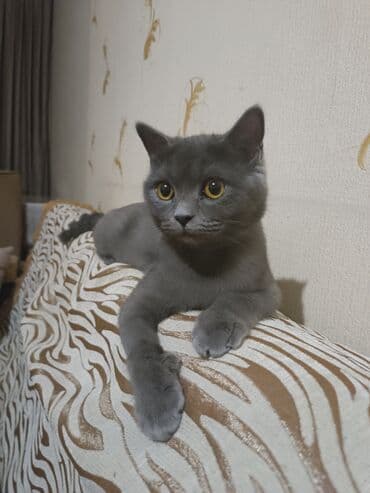 pişiklər: Yaxşı əllərə — 6