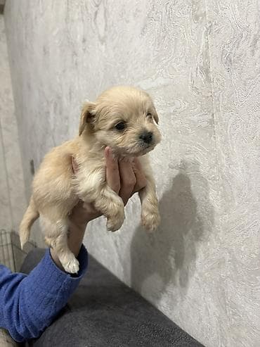 qanqal itləri: 50 günlük Təmiz Maltipoo balaları - Yumuşaq, sıx tüklü, krem rəngli — 1