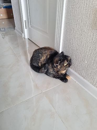 pisiy adlari: Şotland, Dişi — 1