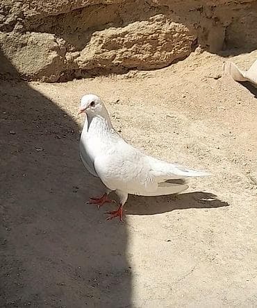 quş: Tutulma sallaq qanad ag erkey 13 tuk unvan suraxani — 3