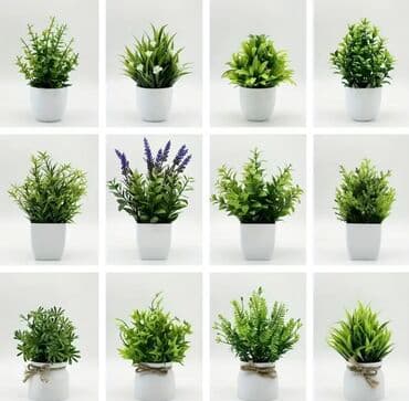 dekarativ guller: 🌸 İstədiyiniz dibçəyi, istədiyiniz ölçüdə yığırıq! 🏡 Evlər, ofislər — 4