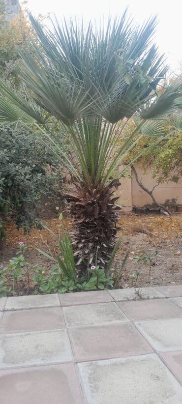 ağaclar: Dekorativ palma ağacı . Real alıcıya Endirim olacaq — 1