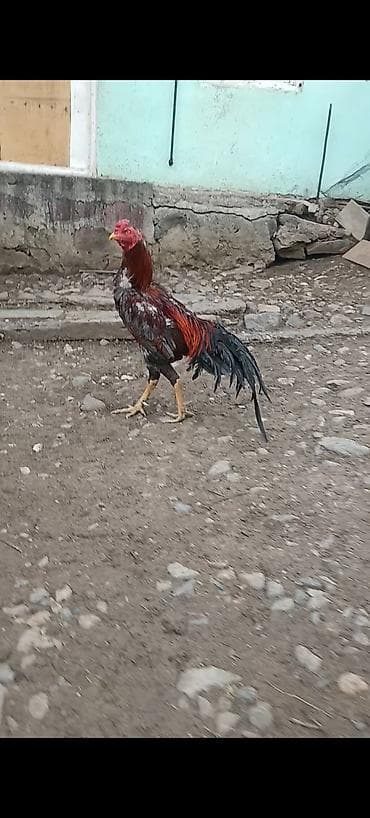 heyreti gence: Cins şamo 1 yaw 6 aylıq çox hündür boyu gözəlliyi var doyuwu də — 4