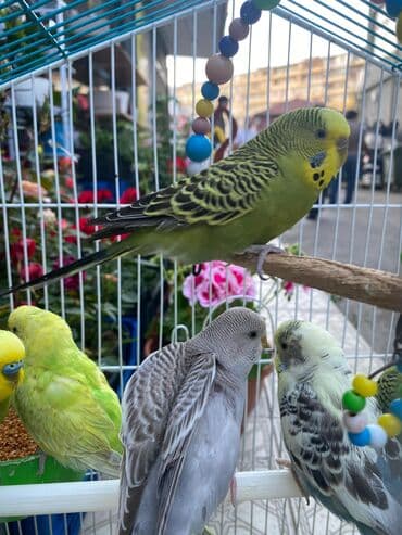 Opel: Məhəbbət quşları 18 azn. Fərqli rəngləri olur. Cüt alana endirim — 3