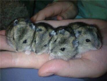 hamster satis: Cunqarik, HAMSTER — 1