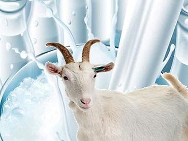 eşşek südü: Təzə keçi südü Məhsul təsviri: - Təmiz yemlə bəslənən keçilərdən — 3