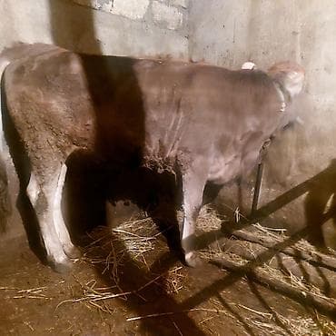 sarı dana: Saglam dana — 2