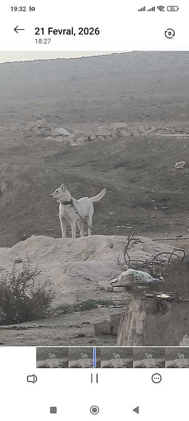 cins heyvanlar: 1 ay, Dişi, Peyvəndli — 2