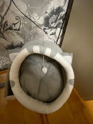 британская кошка цена в баку: Британская, Самка, В добрые руки — 2