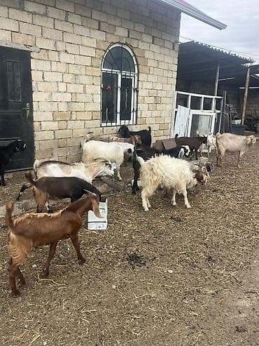 keci: Hələplə Alpinin qarışığıdı hər biri cins keçilərdi təcili satılır — 6