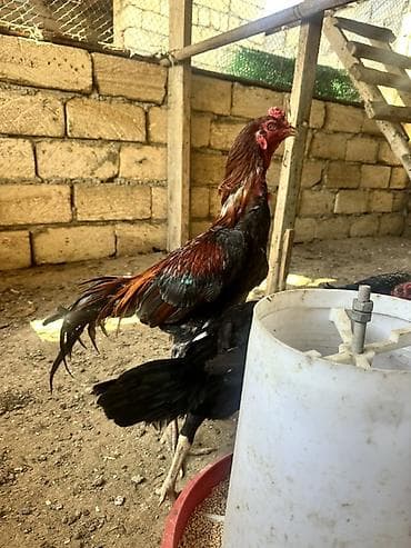 cuce ve xoruz: Salam heyratı xoruz fərsi 3balası satlır barterdə var — 2