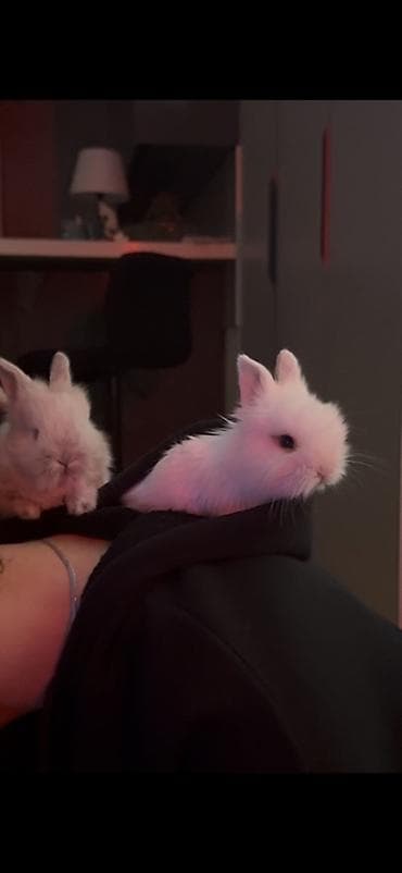 🐰Netherland Dwarf cinsi dovşanlardı( cücə cinsi böyüməyən ev