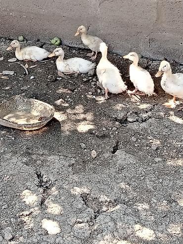 qaz ördək satışı: Satılır: ağ rəngli ördək balaları (təxminən 6 baş) - Cins: yerli ağ — 3