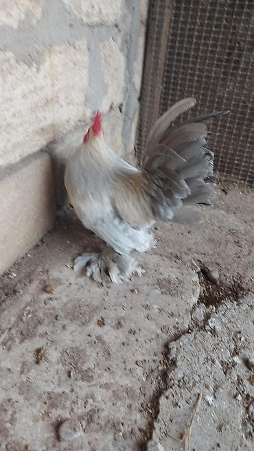 ağdam xoruzu gence: Salam Sabilfot xoruzu satılır akdiv xoruzdu ayaqlarının tükü birazda — 4