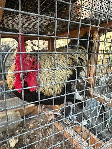toyuq hini satilir: Satılır: xoruz və qəfəs dəsti i94 Məhsul təsviri: - Xoruz: böyük — 4