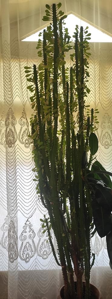 Evdaxili böyük sukulent/kaktus tipli Euphorbia (sütunvari formalı — 1