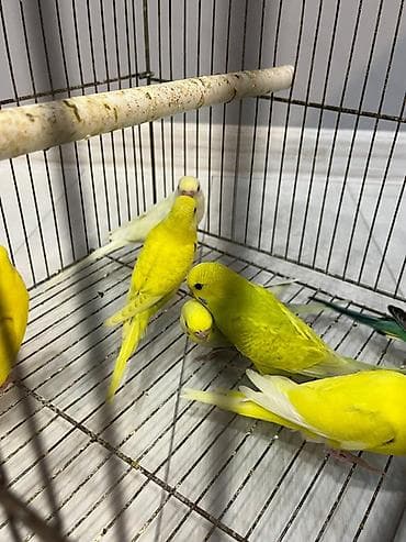 it bazari hardadi: Volnist balalar 10 denedi 4 erkey 6 disi Coxu rainbow qanidi — 2