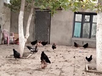 Başlıq:Ev quşları Təsvir: Həyət quşları satılır: - Ördeyin xoruzu –