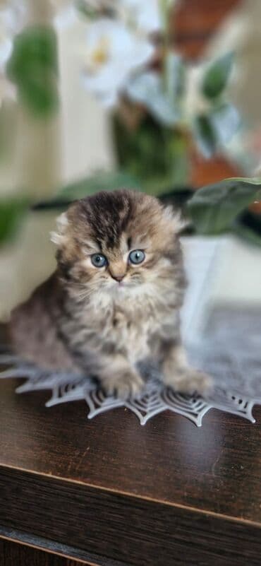 it ehtibarli əllərə verilir: Britan yastı qulaq, Erkək, Dişi, Yaxşı əllərə, Ünvandan götürmə, Pulsuz çatdırılma, Ödənişli çatdırılma — 8