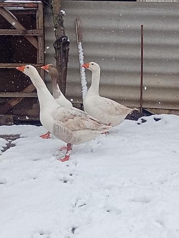 cins xoruz harada banlayır: Gorduyunuz yerli iri qazlar satilir,qiymey sondu,esl damazliq — 4