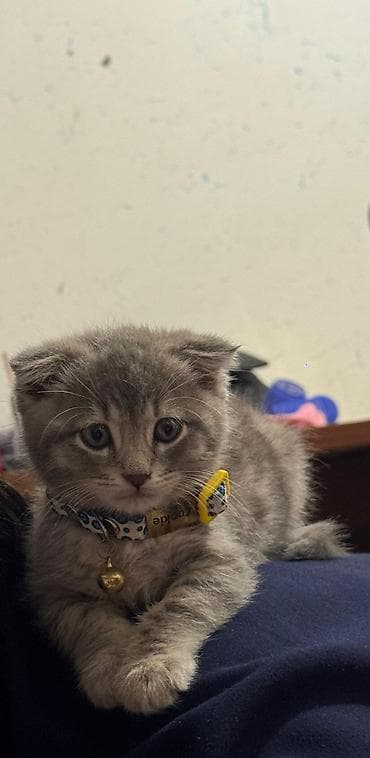 pişim: Britan — 8