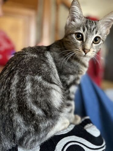 котёнок в хорошие руки: Самец, В добрые руки — 2