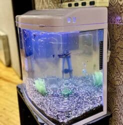 Gəmiricilər: Akvarium ideal vəziyyətdə — 1