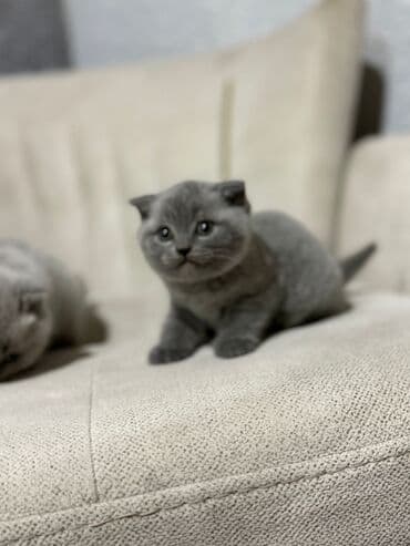 it ehtibarli əllərə verilir: Britan yastı qulaq, Erkək, Dişi, Yaxşı əllərə, Ünvandan götürmə, Pulsuz çatdırılma, Ödənişli çatdırılma — 10