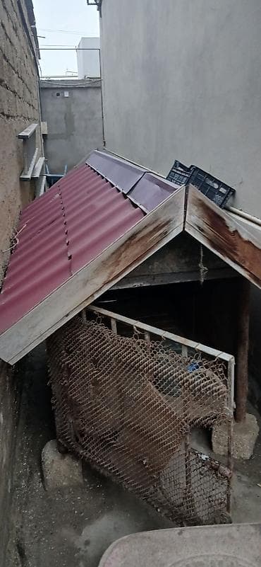 kreditle heyvan satisi: Alman çoban iti — 7