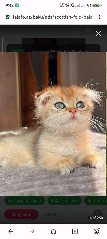 Şotland uzun tüklü lalafo.az -da Şotland uzun tüklü