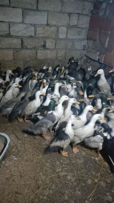 ağ ördək: Erkək, Damazlıq — 6