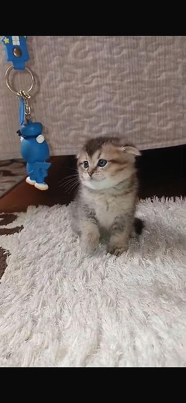 pişim: Şotland yastı qulaq — 1