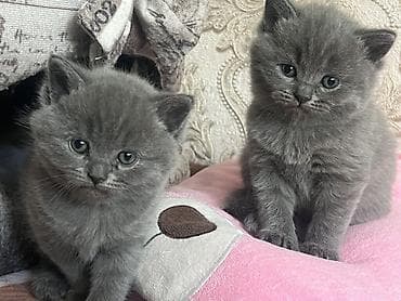 pişik satisi 2022: Britan, Erkək, Dişi, Yaxşı əllərə, Ünvandan götürmə — 5