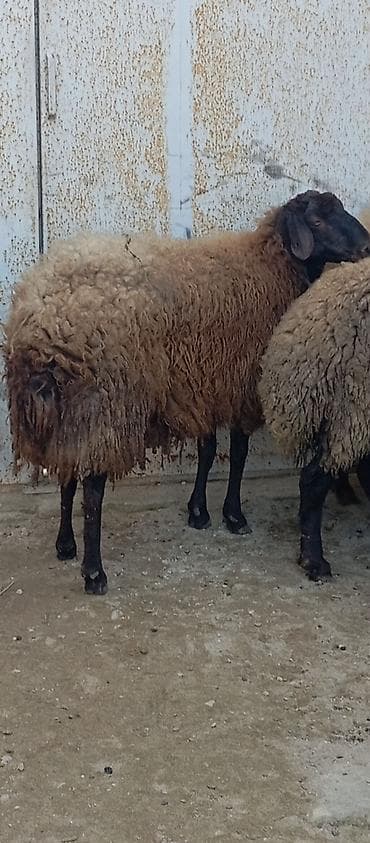 Keçilər, çəpişlər: Salam ünvan Bakıin maştağa kendi obşi 5 baş qoçnu almış boğaz cavan — 3