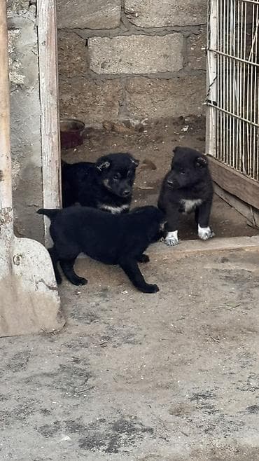 pisik bala: Peyvəndli — 2