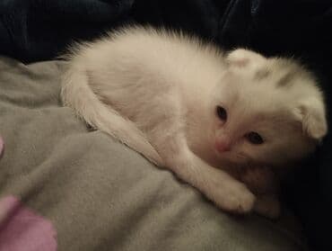 pişiklerin satışı: Şotland, Erkək, Yaxşı əllərə, Ünvandan götürmə — 2