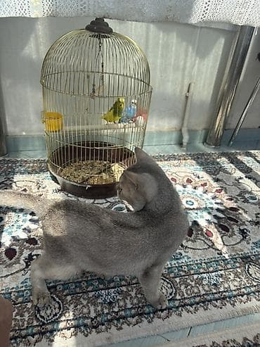 Gümüş rəngli ev pişiyi – zərif, kiçik bədən quruluşlu, qısa və parlaq