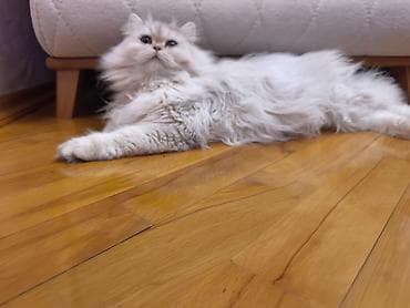 Dişidi çütleşdirilir 0702500507