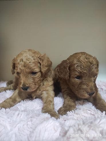 Gəmiricilər: Pudel — 6