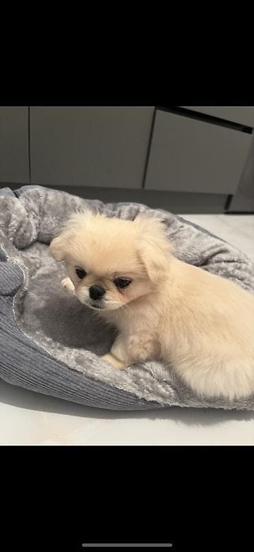 Akvariumlar: Pekines, Sənədli — 1