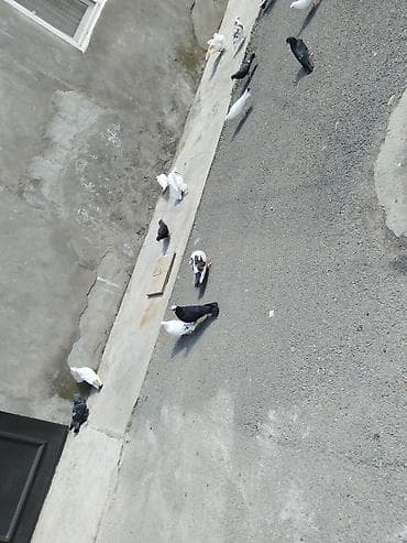 aksolotl satışı: Satılır tərcitmə quşlar 30 quş gəncə 150 manat — 3