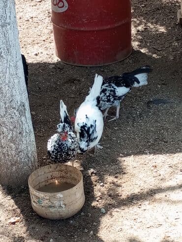 hinduska yumurtasi nece gune cixir: Yaponka xoruz və toyuqları.10/20 və altı aylıq — 2