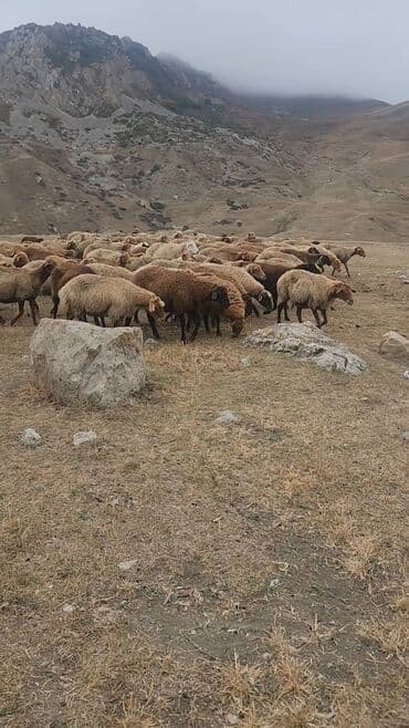 qurbanliq qoyun geyimleri: Mal-qara: Qoyun sürüsü - Növ: Yerli ətlik/yunlu qoyunlar - Rəng — 1