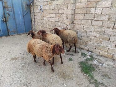 Dişi, Qala, il: 2, 70 kq, Damazlıq, Ünvandan götürmə