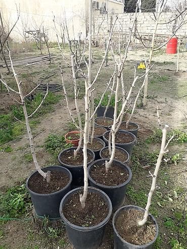 kivi ağacı: Xar tut ağacları calaq olunmuş. ünvan Şüvəlan qəs — 3