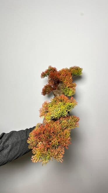 budda: Süni bonsai ağacı – dekorativ içməkan yaşıllaşdırma üçün - Realistik — 13