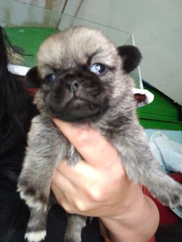 heyvanlara verilen xususi adlar: Balaca, oyuncaq ölçülü balalar – qısa burunlu, iri, parlaq gözlü və — 2