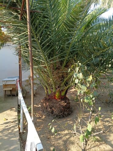 Quruducular: Xurma (xurma xurması – Phoenix dactylifera) palması - Növ: dekorativ — 4