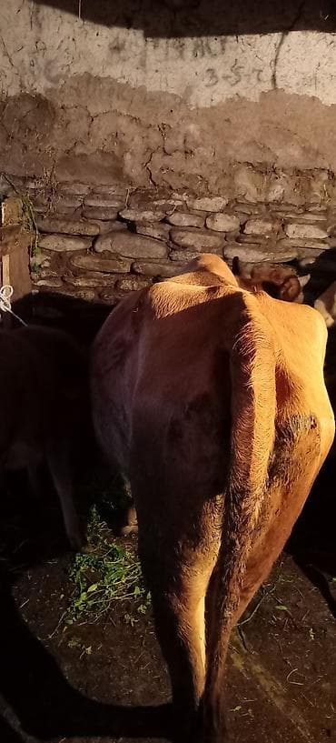 ari mumu satilir: 1-ci qarına erkey balaynan. Balası cinsdən törəmədi. 2 ci qarınada 1 — 2