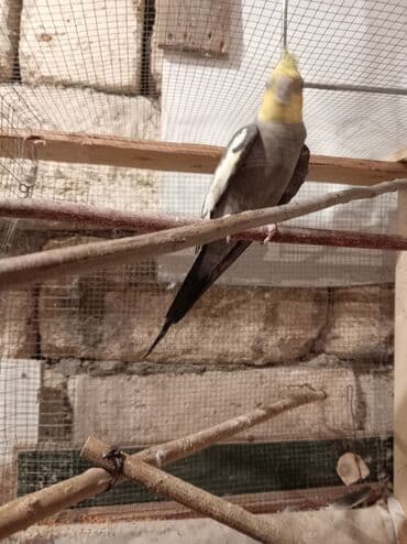 Tutuquşları: Yaşı 1,5 erkəkdir qızğın quşdur — 1